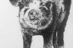 Little-Piggy-1-of-1